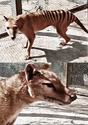 Watch Tasmanian Tiger in Colour free online