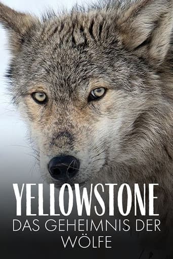 Watch Yellowstone: The Mystery of the Wolves free online