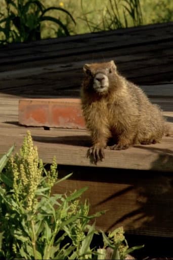 Watch The Study Of Groundhogs: A Real Life Look At Marmots free online