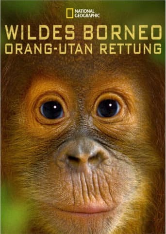 Watch Orangutan Rescue - Back to The Wild free online