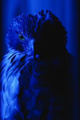 Watch The Falconer's Legacy free online