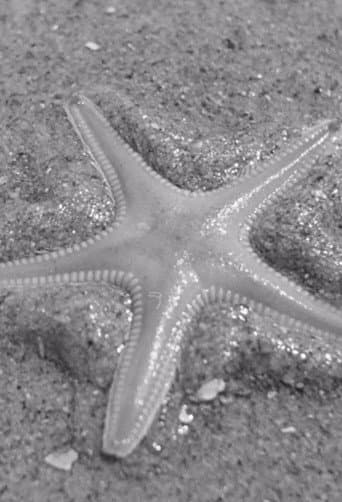 Watch Ebb-tide free online