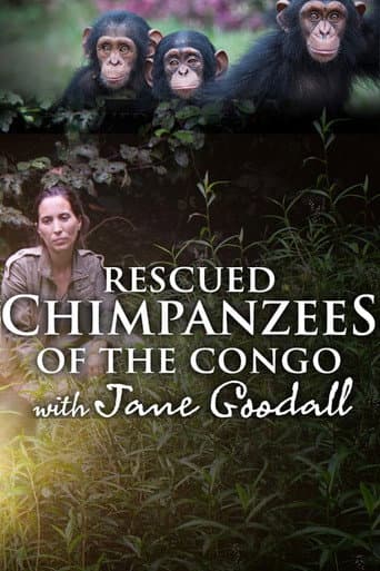 Watch Rescued Chimpanzees of the Congo with Jane Goodall free online