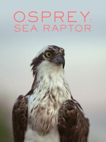 Watch Osprey: Sea Raptor free online