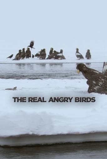 Watch The Real Angry Birds free online