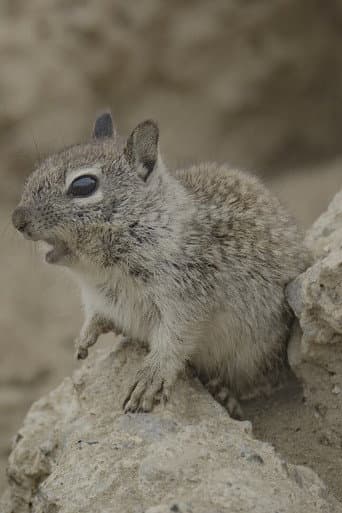 Watch San Diego: America's Wildest City free online
