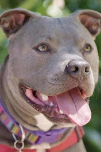 Watch Hopalong Animal Rescue: The Power of Fostering free online