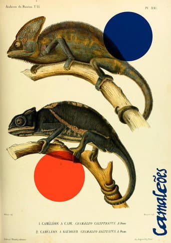 Watch Chameleons free online