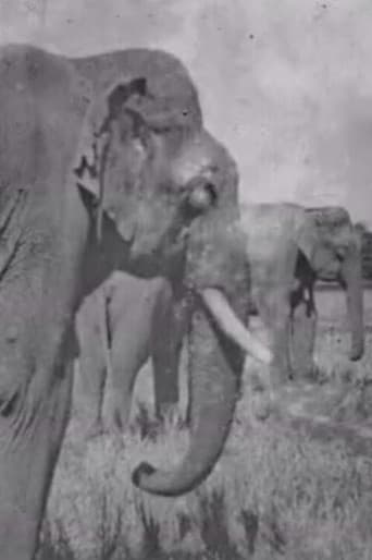 Watch Land of the Elephants free online