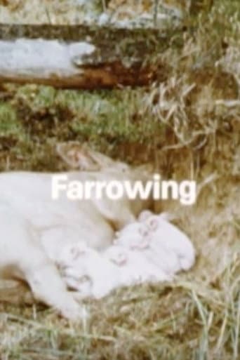 Watch Behavior Of Domestic-Pigs In A Semi-Natural Pig-Park free online