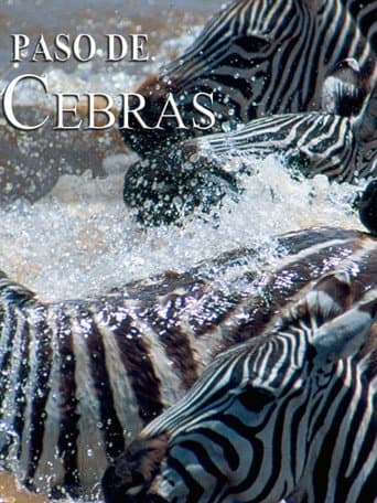 Watch Zebras on the move free online