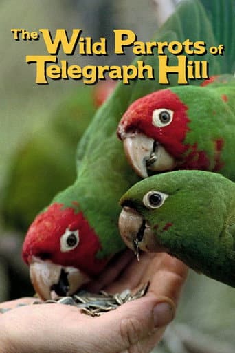 Watch The Wild Parrots of Telegraph Hill free online