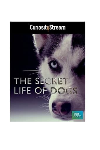Watch The Secret Life of Dogs free online