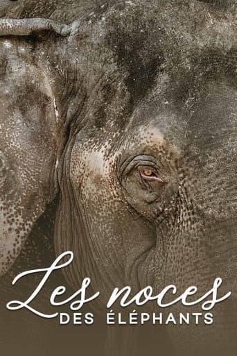 Watch The wedding of the elephants free online