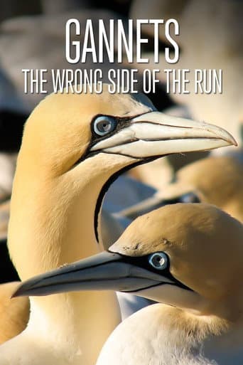 Watch Gannets: The Wrong Side of the Run free online