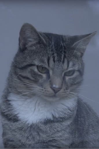 Watch A Day at the Cat Cafe free online
