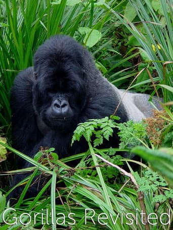 Watch Gorillas Revisited with Sir David Attenborough free online