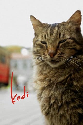 Watch Kedi free online
