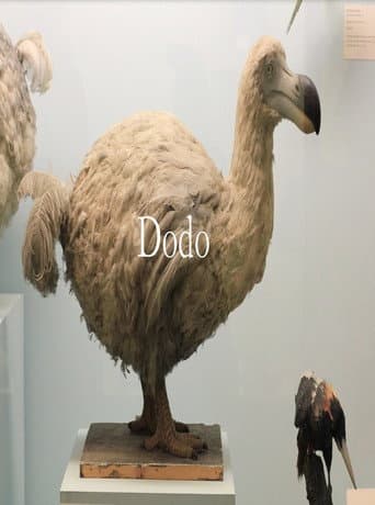 Watch Dodo free online