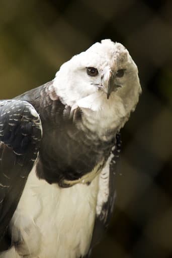 Watch The Monkey-Eating Eagle of the Orinoco free online