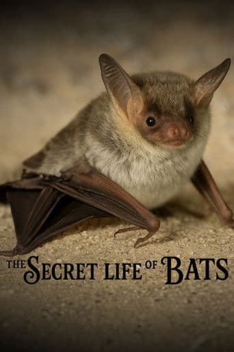 Watch The Secret Life of Bats free online