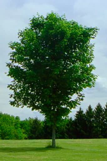Watch Tree free online