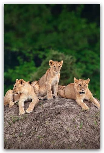 Watch Little Big Cat free online