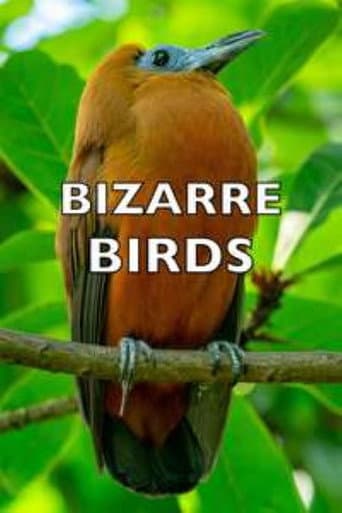Watch Bizarre Birds free online