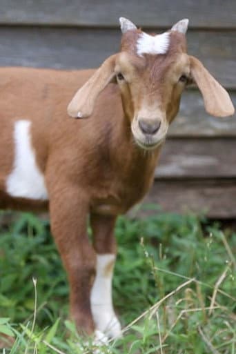 Watch If it Won’t Hold Water, it Surely Won’t Hold a Goat free online