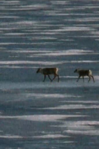 Watch Caribou in the Archive free online