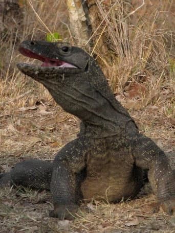 Watch The Natural World--Komodo: The Deadly Bite free online