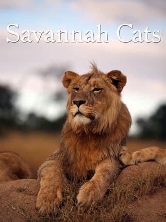 Watch Savannah Cats free online